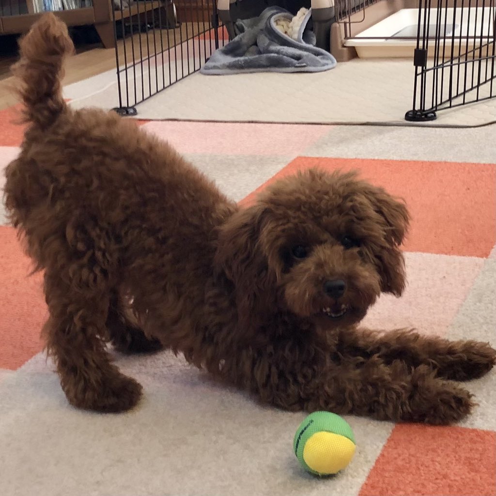 LilofTinypoo's tweet photo. また、このポーズ…

皆さん、おはようございます。

#犬のいる暮らし #犬のいる生活  #トイプードル #タイニープードル 
#ToyPoodle #Tinypoodle #ビビり犬 #怖がり犬 https://t.co/bmYkq0REDh