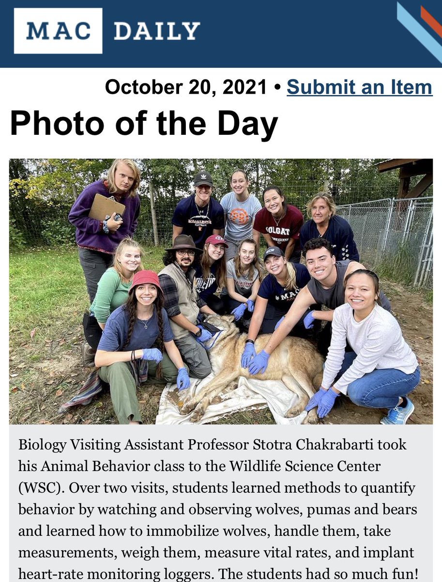 StotraChakraba2's tweet photo. #heymac 👀 what happened today: My #AnimBehavClass Lab @NewsFromWSC of handling and immobilization of 🐺 to understand #AnimBehav research and potentials was featured on the #MacDaily Thanks @Macalester @roopaliphadke and twitterless Kristi Rogers for the support 🙏🏼 @MacEcology https://t.co/nRBBWXwwm0