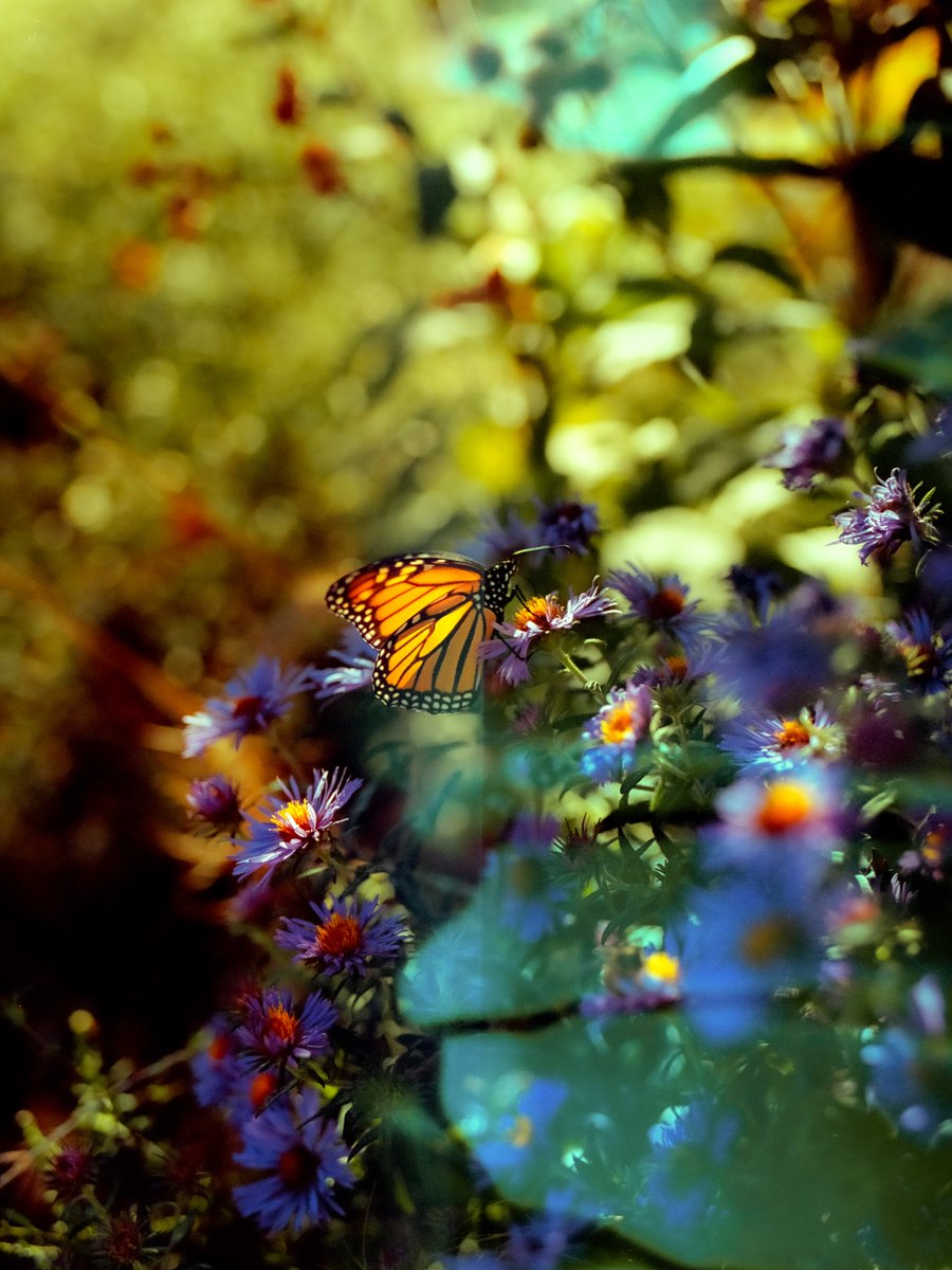 Melting colors on medium format 🦋

Mamiya M645, 55mm f/2.8
Kodak Portra 400 

#filmphotography #120film