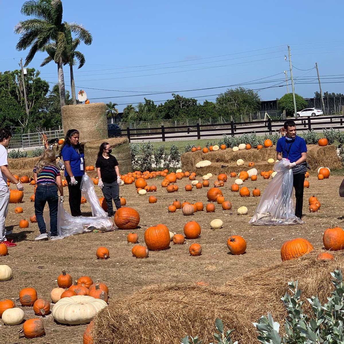 SouthDadeHS's tweet photo. The students in our IND classes learning and developing important life skills @TheBerryFarms . Student are learning different job responsibilities each week to be well-rounded for future employment. #INDependencebuilding #BUCNATION ๐ดโโ ๏ธ ๐ @MDCPS @MiamiSup @MDCPSSouth https://t.co/7uZmO7LkKI