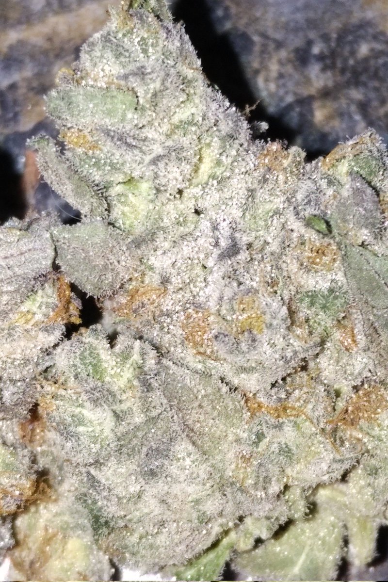 GrowTreesBC's tweet photo. I can't follow anyone back I will when I'm allowed until then here's some oreoz #cannabisindustry https://t.co/SPkXkKZd41