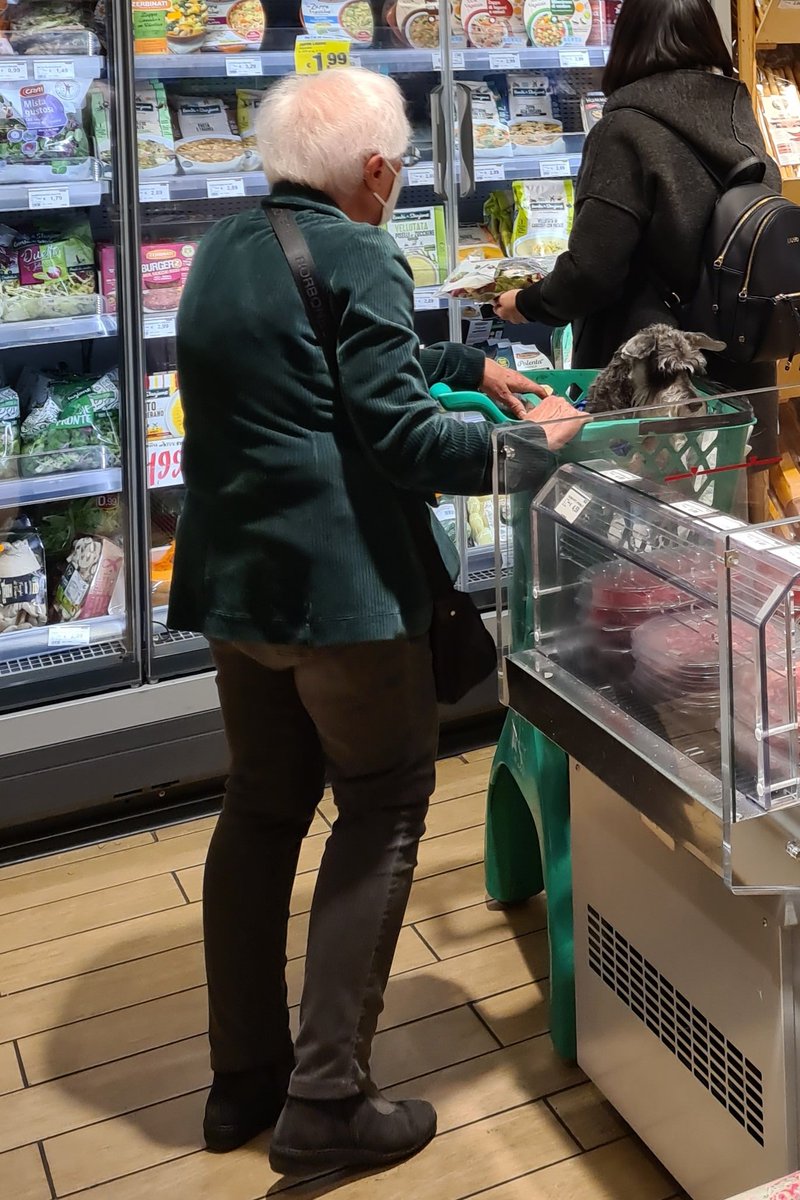 turinepi's tweet photo. @kkcthornton Current #italiandog checking out the #curedmeats at a #groceryshop in #turin today. Not art but still cute and showing our local #lifestyle 😎 #torino #doglovers #salami #prosciutto #schnauzer #withmama https://t.co/kyocl5Kt3J