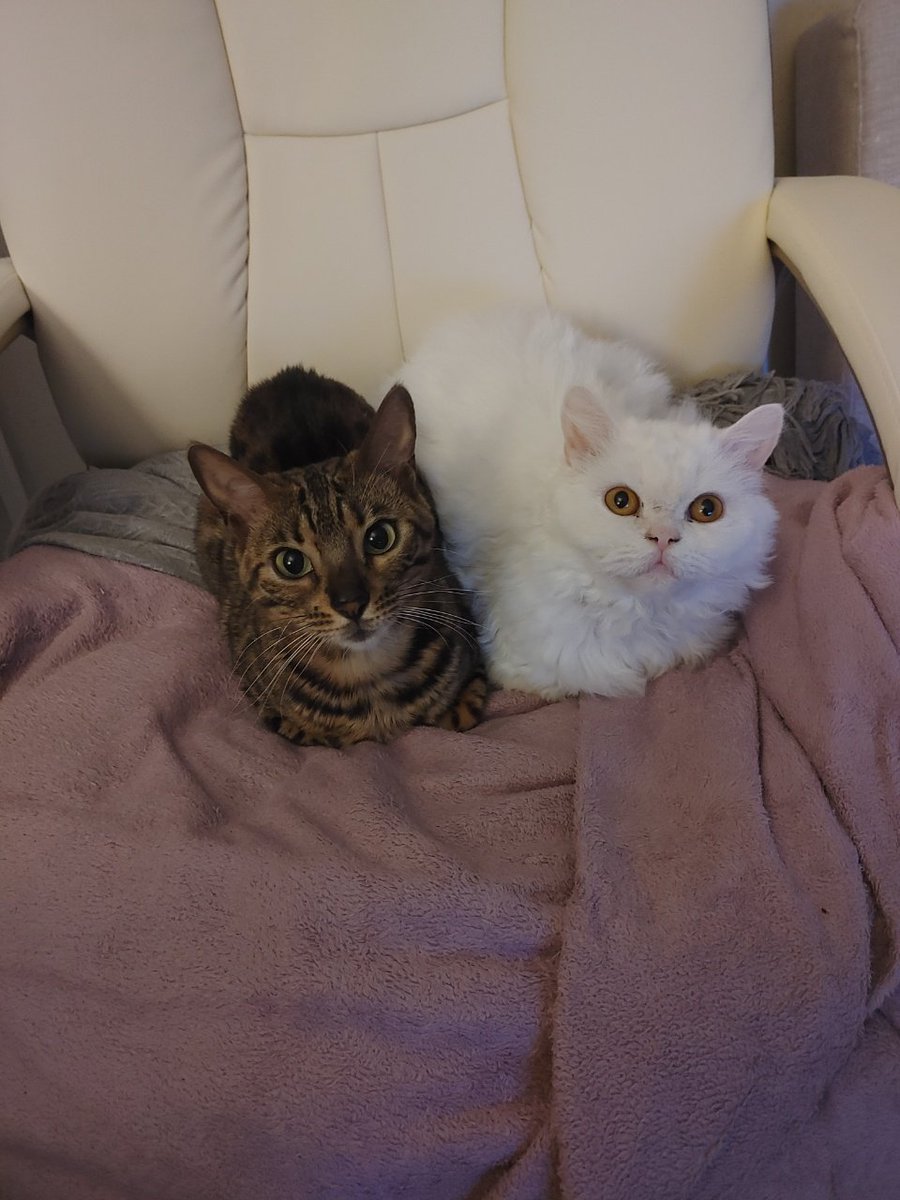 notarayofsun's tweet photo. @uhhh_maddie Cats make everything better 💜 https://t.co/Ujz9tPBfl1
