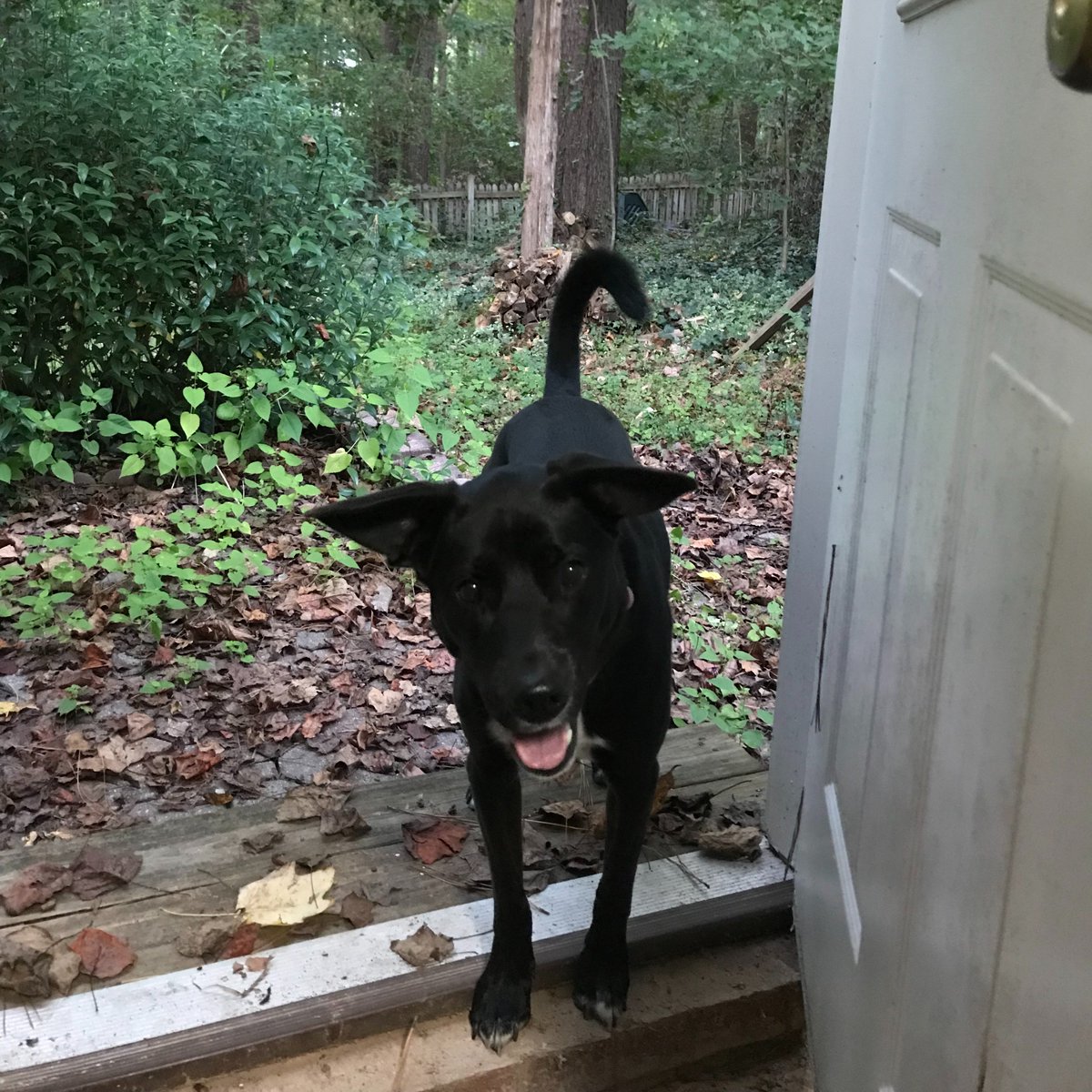 I opened the little-used back door from the garage to the back yard to bring in firewood for the first time this season. Molly had no idea this magic portal to her favorite place existed and is waiting to see what other sorcery I can do.