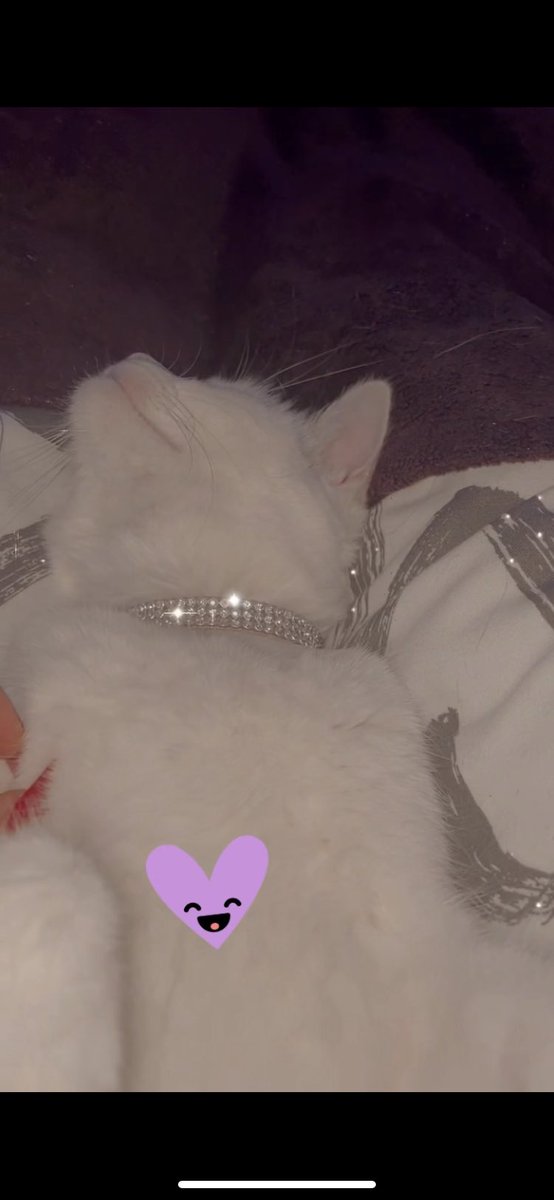 Salut les caennais
Mon amie a perdu son chat répondant au nom de « Sushi »
📍 Secteur : quartier henri brunet, port
📩 Contact : moi même ou <a href="/noemiezamm/">mimi</a> 
🎀 Récompense : un verre ou autres! 
Les rt et fav sont fortements appréciés !
Voici des photos + son collier actuel.