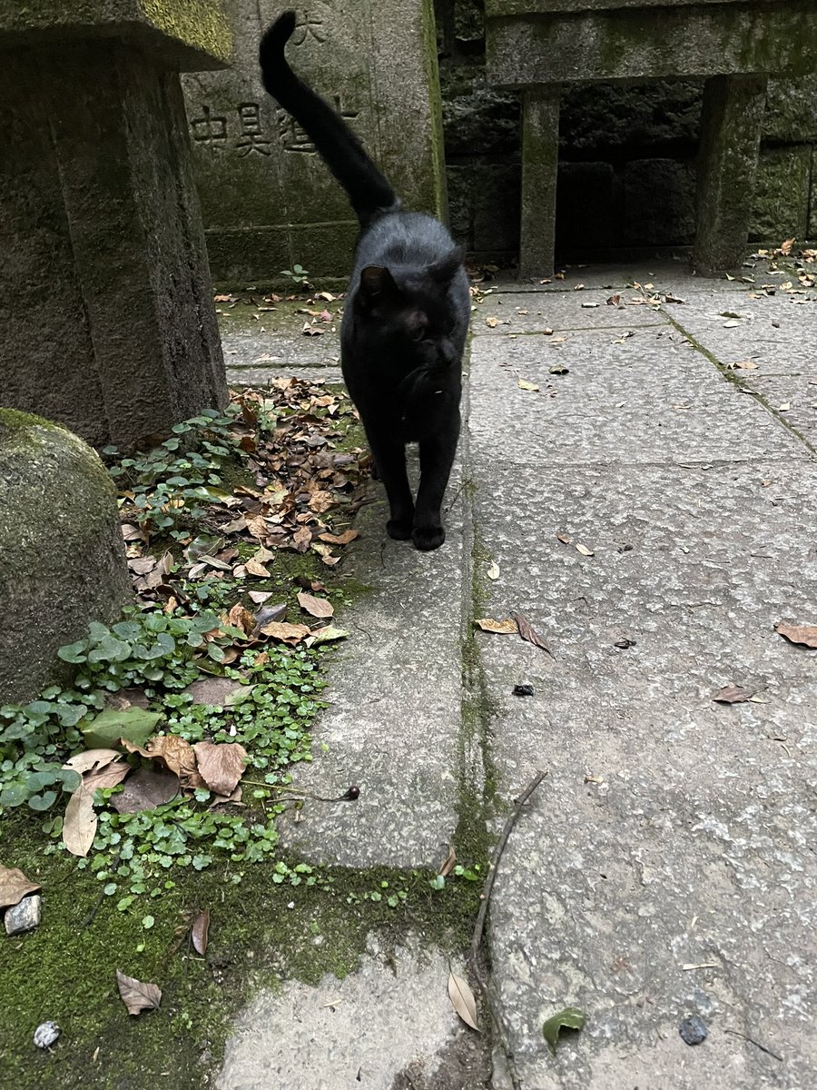no humans torii cat black cat outdoors scenery shrine  illustration images