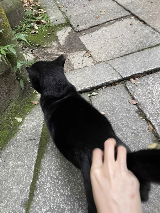 鳴き声で止まられた
高嶺の花と思ったのに降りて来て触らせてくれた😍😍😍 