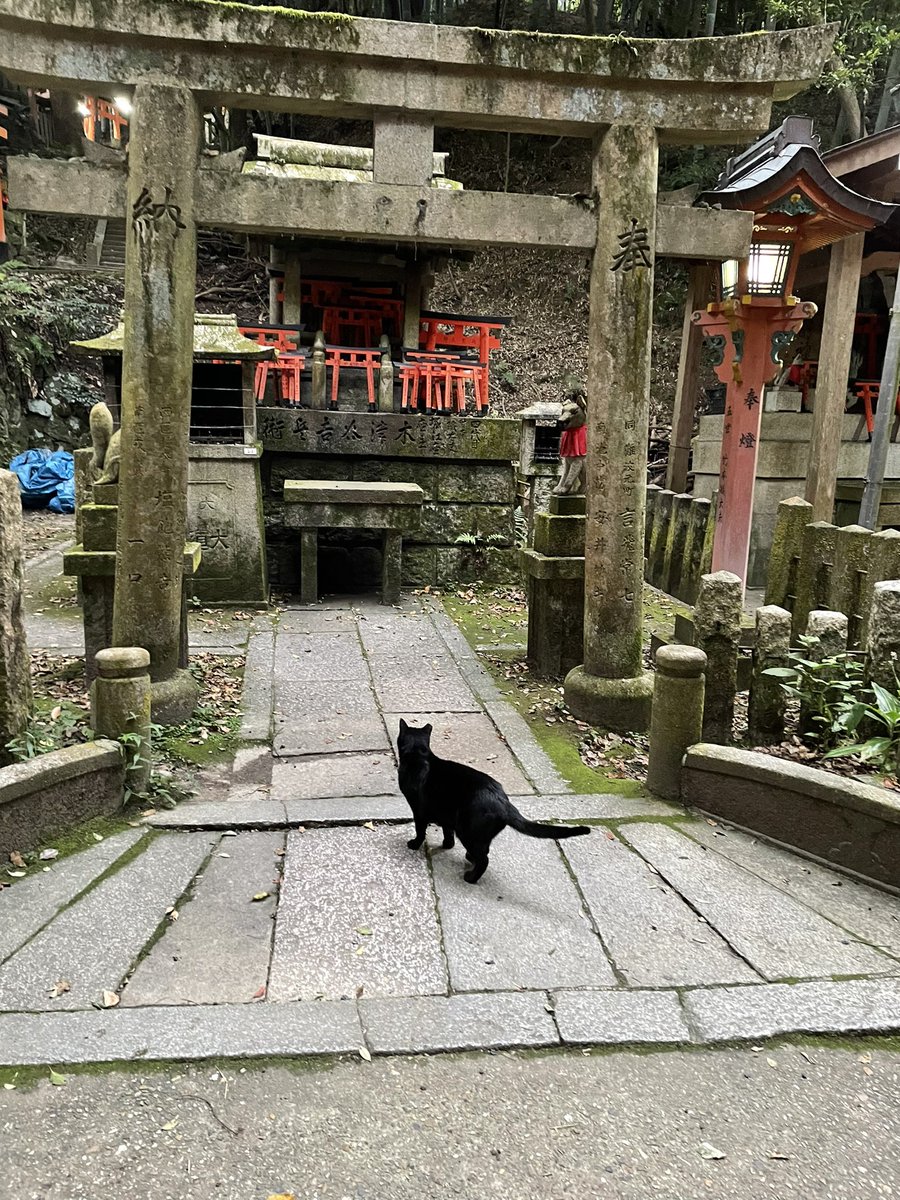 no humans torii cat black cat outdoors scenery shrine  illustration images