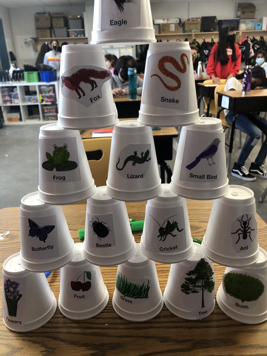 nadianazali's tweet image. Today the amazing students or 6-1 worked in groups to create food webs as we learn about ecosystems and biodiversity 👏🏽 #weareinterconnected @DesmondHDSB