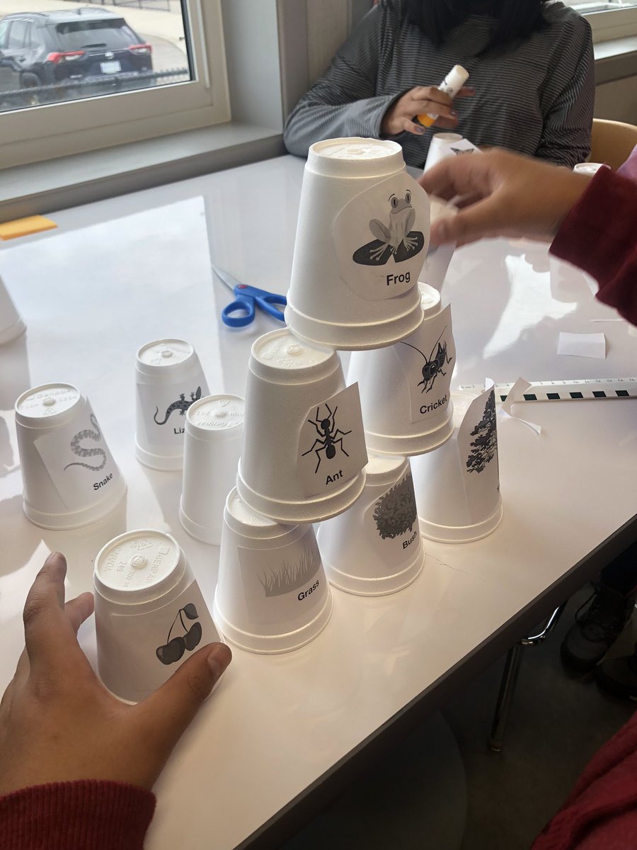 nadianazali's tweet image. Today the amazing students or 6-1 worked in groups to create food webs as we learn about ecosystems and biodiversity 👏🏽 #weareinterconnected @DesmondHDSB