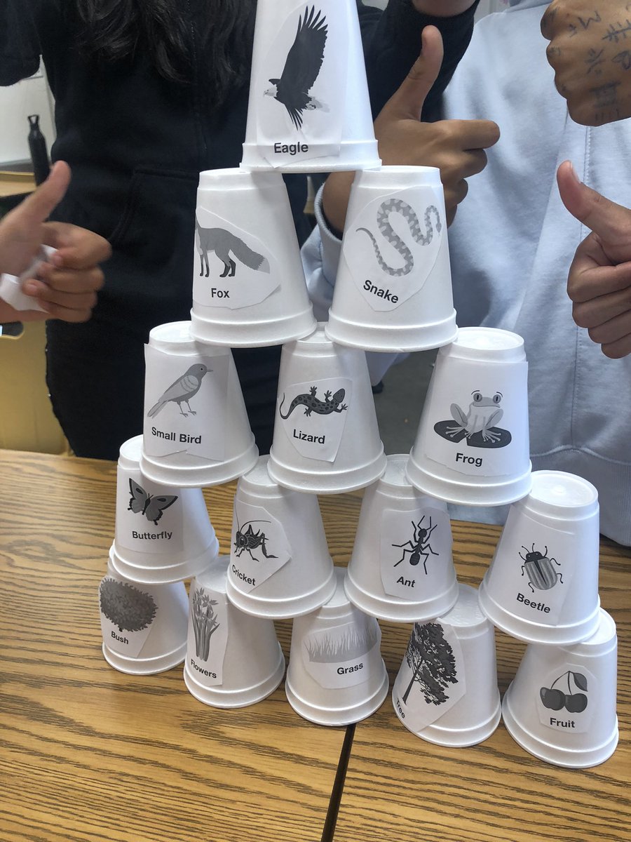 nadianazali's tweet image. Today the amazing students or 6-1 worked in groups to create food webs as we learn about ecosystems and biodiversity 👏🏽 #weareinterconnected @DesmondHDSB