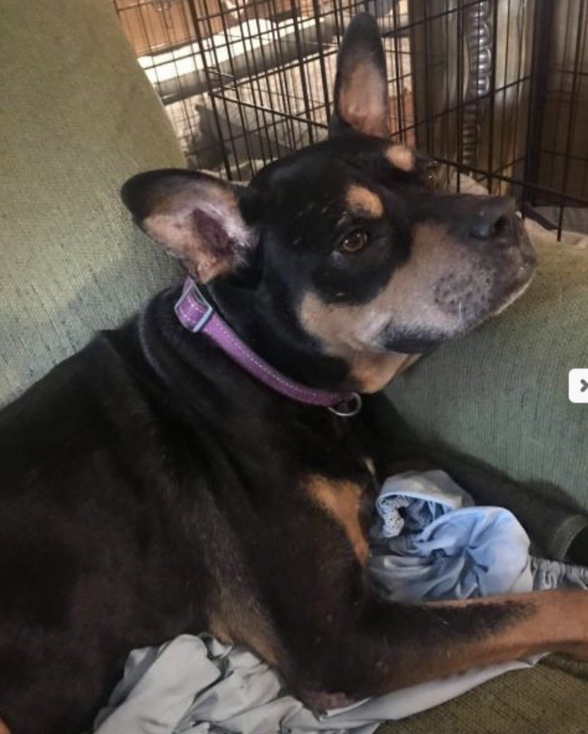 4luckydogs's tweet photo. Betzy is a sweet 8 year old 66 lb female who loves to give kisses and affection. Betzy is well behaved, listens to commands and loves everyone.  Betzy would be happy in a home with an existing laid back/low energy dog or as the only pet, &amp; would do best in a home without cats. https://t.co/f40ZLRepkS
