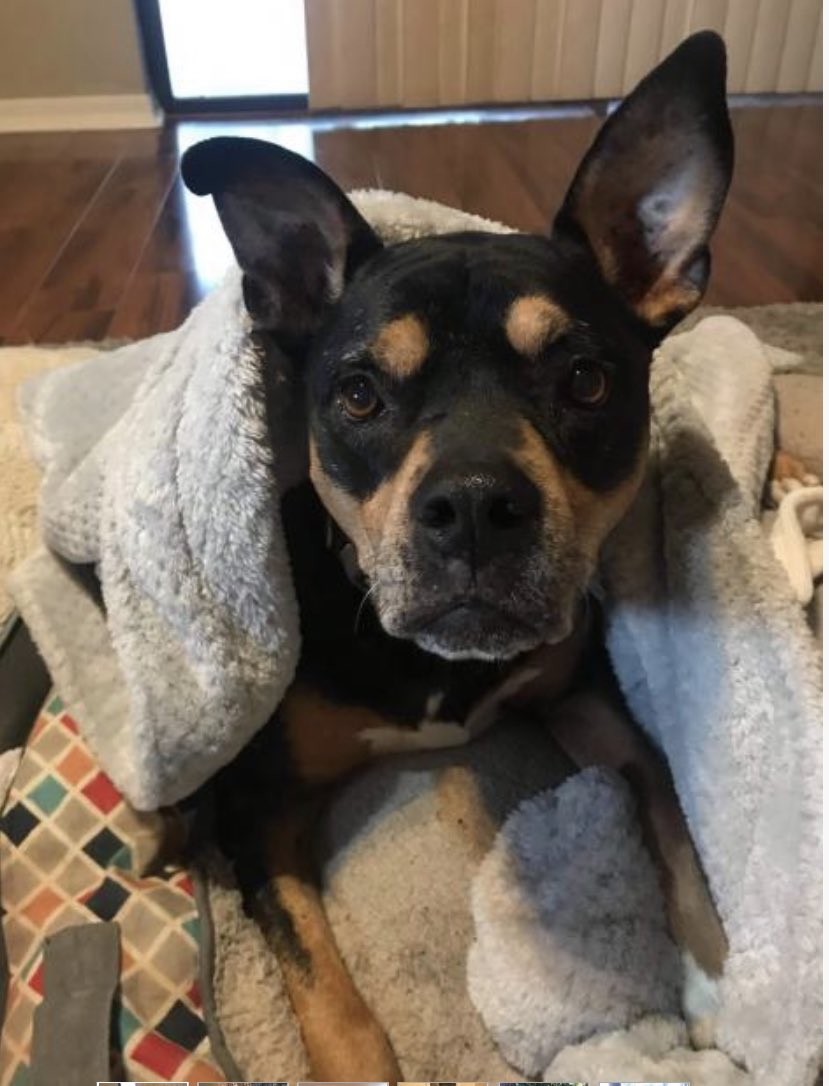 4luckydogs's tweet photo. Betzy is a sweet 8 year old 66 lb female who loves to give kisses and affection. Betzy is well behaved, listens to commands and loves everyone.  Betzy would be happy in a home with an existing laid back/low energy dog or as the only pet, &amp; would do best in a home without cats. https://t.co/f40ZLRepkS