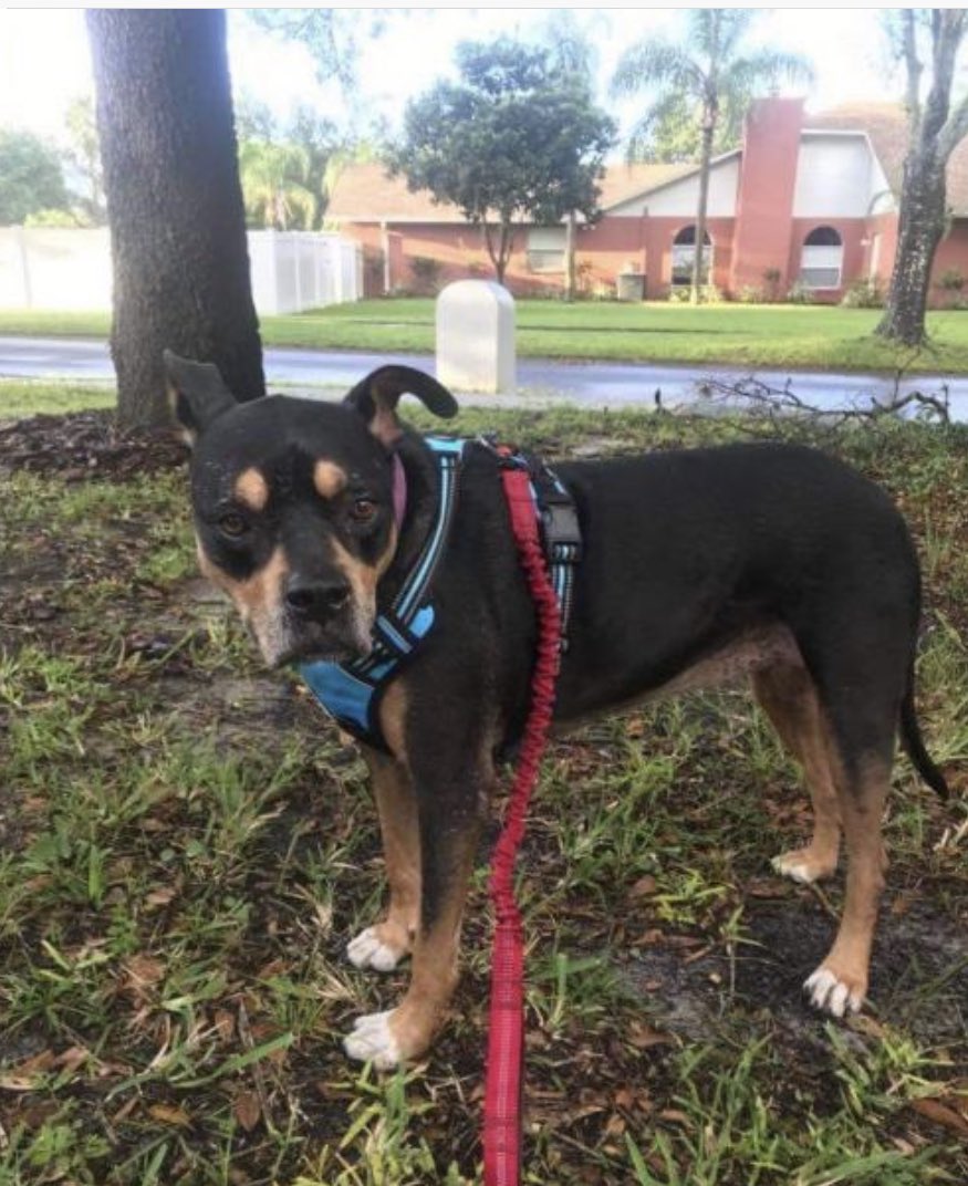 4luckydogs's tweet photo. Betzy is a sweet 8 year old 66 lb female who loves to give kisses and affection. Betzy is well behaved, listens to commands and loves everyone.  Betzy would be happy in a home with an existing laid back/low energy dog or as the only pet, &amp; would do best in a home without cats. https://t.co/f40ZLRepkS