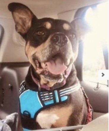 4luckydogs's tweet photo. Betzy is a sweet 8 year old 66 lb female who loves to give kisses and affection. Betzy is well behaved, listens to commands and loves everyone.  Betzy would be happy in a home with an existing laid back/low energy dog or as the only pet, &amp; would do best in a home without cats. https://t.co/f40ZLRepkS