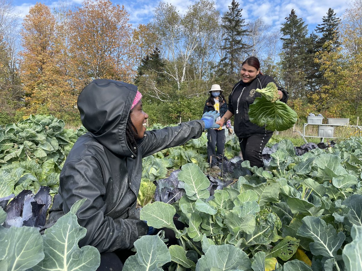 Fun day harvesting at our fields today - it’s our second last week of harvest before our CSA shares are done for the year! #urbanagriculture #toronto #foodjustice