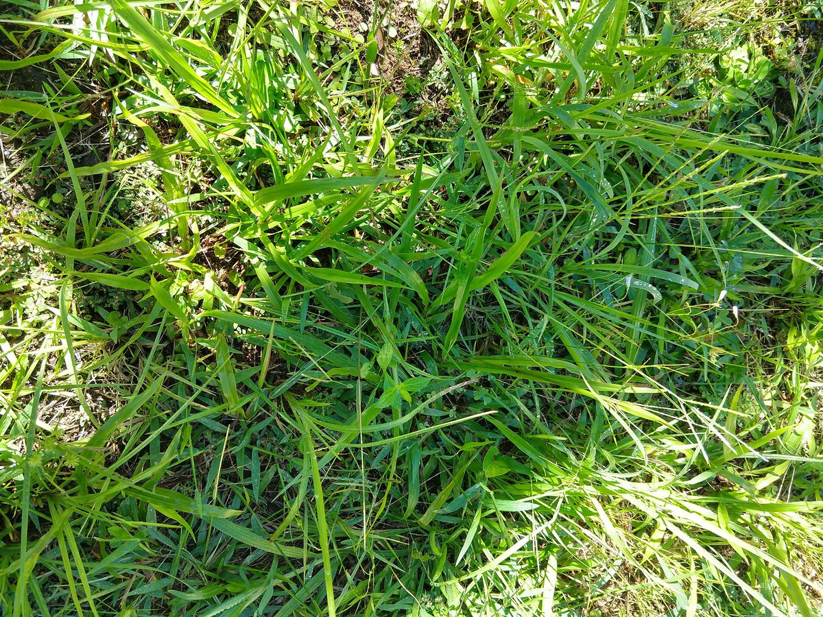 Afro_Herper's tweet image. You’re looking for a green anole. They’re often confused for the brown anole however, green anoles have a longer, pointier face, and less distinct patterning on their backs. Can you #FindThatLizard?! Let me know with #FoundThatLizard. Reveal at 9pm CDT 📸: @CorrieJN