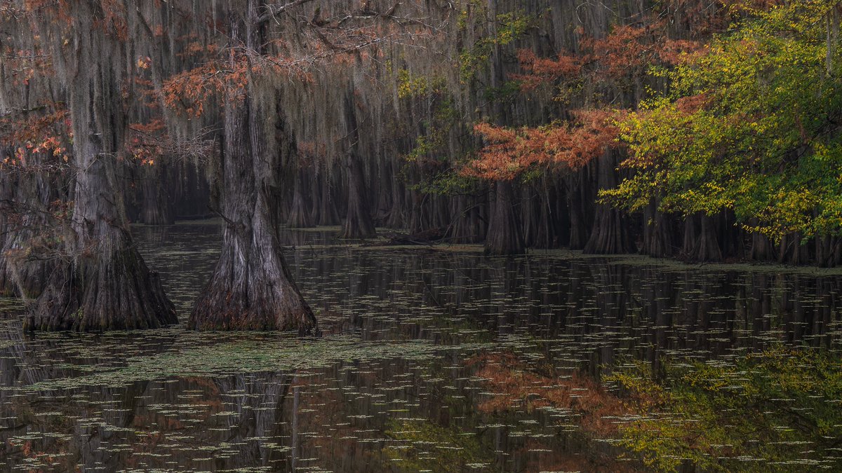 HawkerPhoto's tweet photo. @meshna Caddo Lake, TX.  Taken last year as we're still a couple weeks away from peak colors here. https://t.co/jn0Gk4HHvr