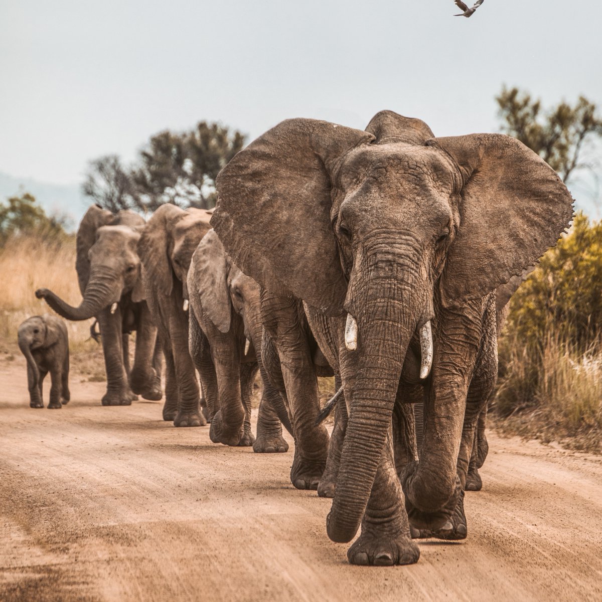 In this Ultimate Guide to the TOP 5 AFRICAN SAFARI TOURS discover which safari destinations make for an unforgettable African adventure. Start planning now!⁠
Follow this link to read more: bornwild.rocks/blog2/5-best-a…⁠
#BestAfricanSafariTours #BestAfricanSafari #SafariTours