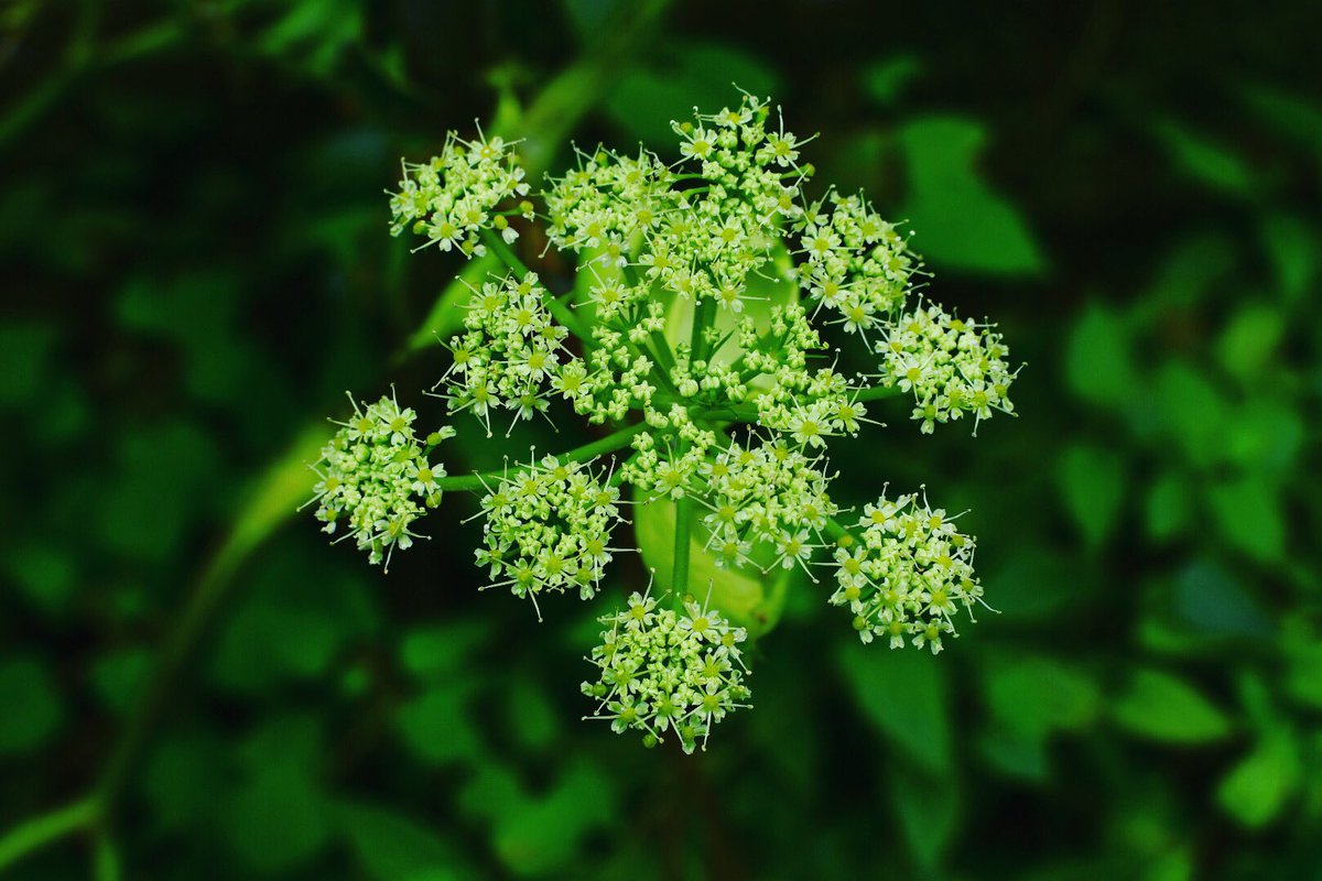 空の食卓 くうのしょくたく 明日葉の花が満開です 開花は2 3年に一回 この後は枯れて種がつくそう アシタバ 明日葉 花 畑 野菜 薬草 Flowers Vegetableflowers Angelica