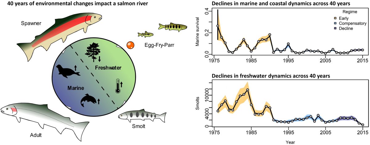 Our new paper out in <a href="/GlobalChangeBio/">Global Change Biology</a> reveals how how Pacific salmon and trout from the Keogh (Giyuxw) River are getting "squeezed" from stressful changes in their ocean and river environments

with @PiscisBailey @optimlog_ @Jon_W_Moore 

onlinelibrary.wiley.com/doi/full/10.11…
