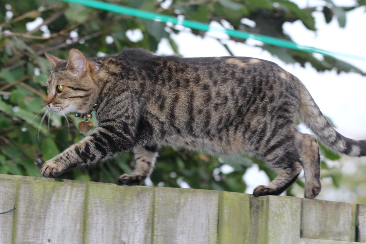 Must not look down - I've got this. Silly to be afraid. I can do this. I won't fall off....I won't
FAB #Hedgewatch
#CatsOfTwitter #ThursdayThoughts #ScaredOfHeights #pets #cats #TabbyTroop