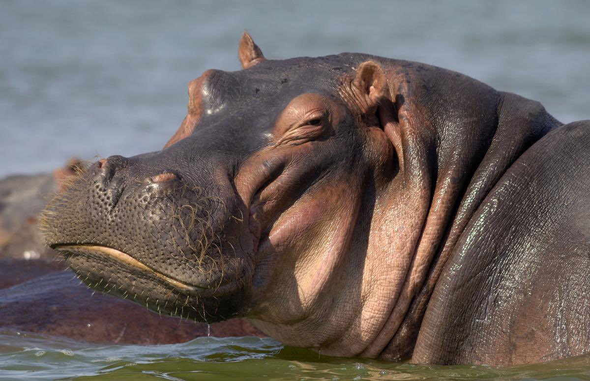 Hungry Cryppos 🦛 tweet media