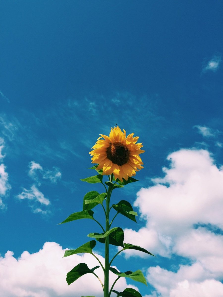tomooncafe_'s tweet photo. ㅤㅤㅤ★  ᯇ  @SoyCintiaO18 <3 !!!
❛꒰ Has recibido: girasoles “,🌻🌙࿓᪶

💌 ""En los momentos oscuros de la vida sigue el ejemplo del girasol. Levanta la cabeza y busca tu rayo de sol"
De: @IrisWoongie https://t.co/pGJHuAEpac