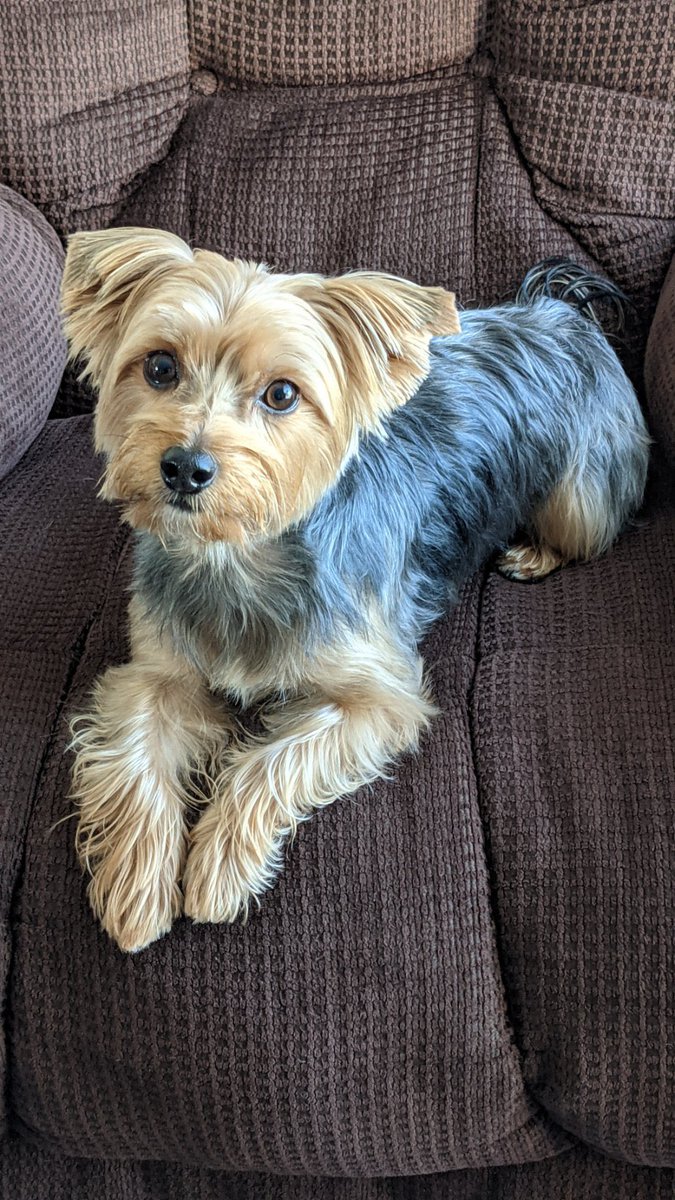 murphytheyorkie's tweet photo. Sitting in my throne this lovely gotcha day!👑
#gotchaday #celebrationscontinue
#happyboy https://t.co/RHtV8JjkoF