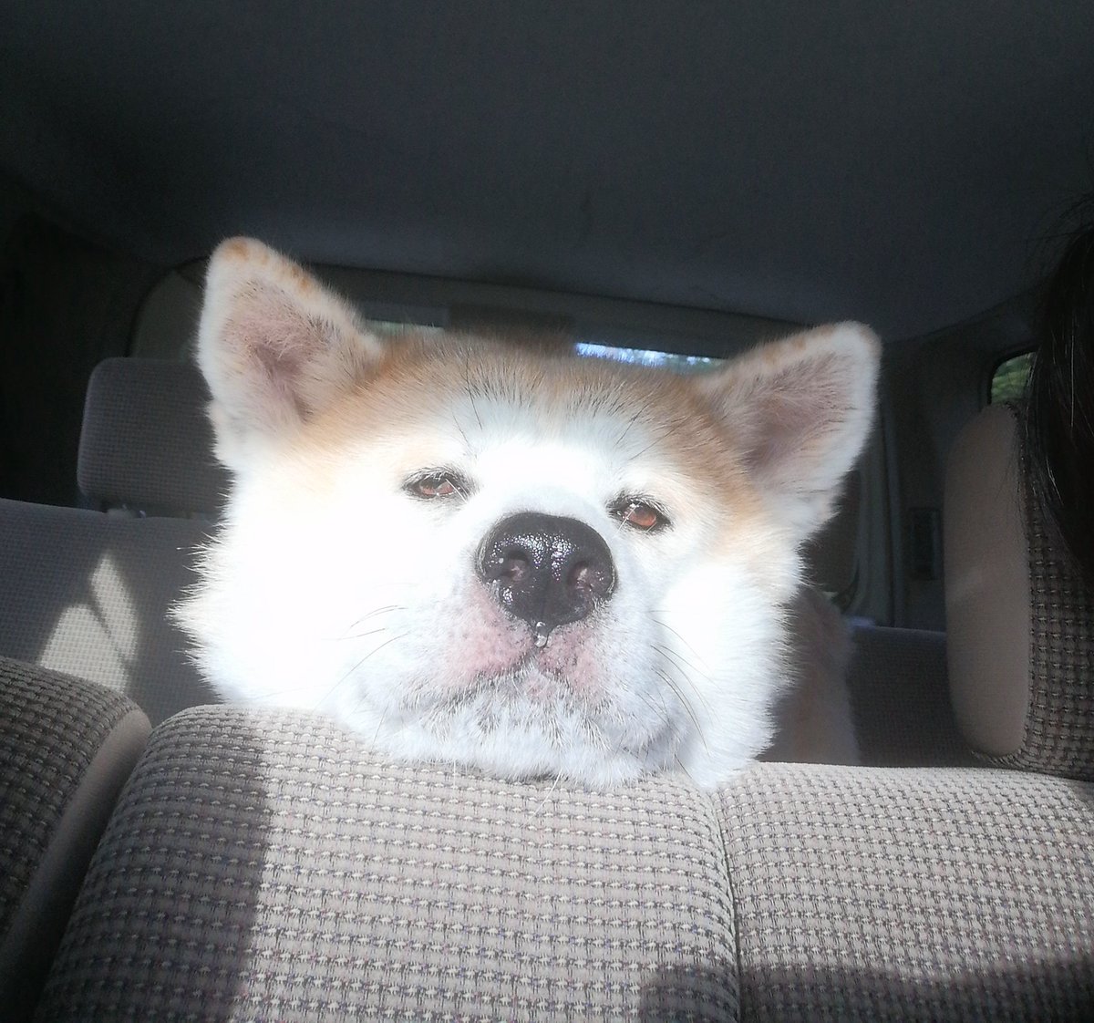 秋田犬 定春 Akita Sadaharu Twitter