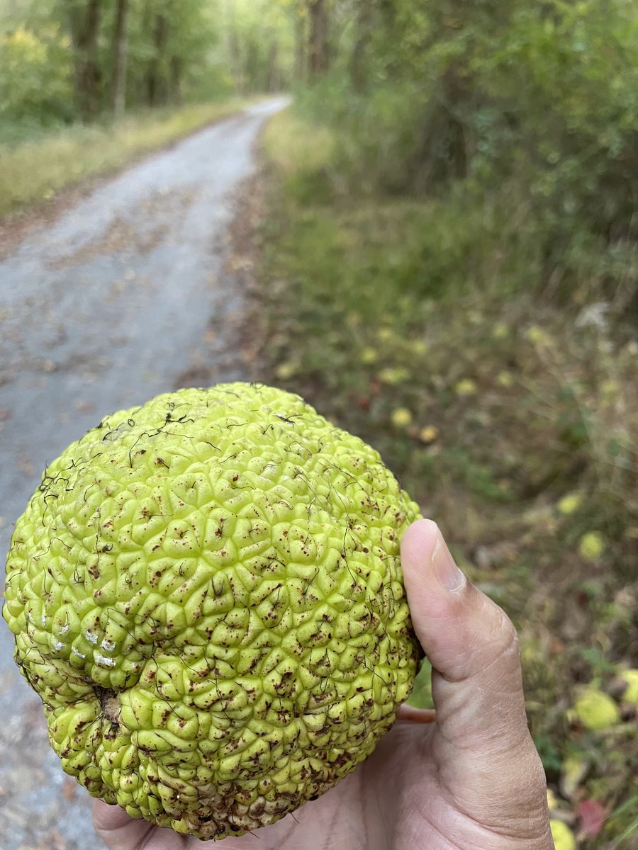 Dilip Ratha tweet media