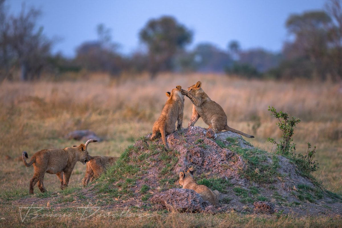 BrianDivelbiss's tweet photo. Battle of the Termite Mound. https://t.co/wkKXnAB5tc #botswana #safari #lioncubs #moremigamereserve #termitemounds #lions https://t.co/seWayV7fUt