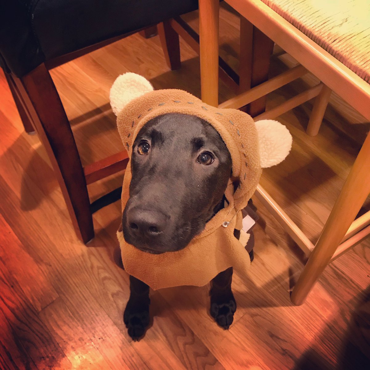 pedey24's tweet photo. @swankmotron Love it! My dog OBI dressed as an Ewok! https://t.co/mwsAqOzccV