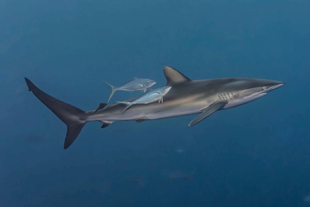 Un tiburón sedoso (Carcharhinus falciformis) sirve también como limpiador para las macarelas (Elagatis bipinulata), que frotándose contra su piel, se quitan los parásitos. 

#sharks #silkyshark #cienciaciudadana #comportamientoanimal #tiburones #malpelo #biodiversidad #colombia