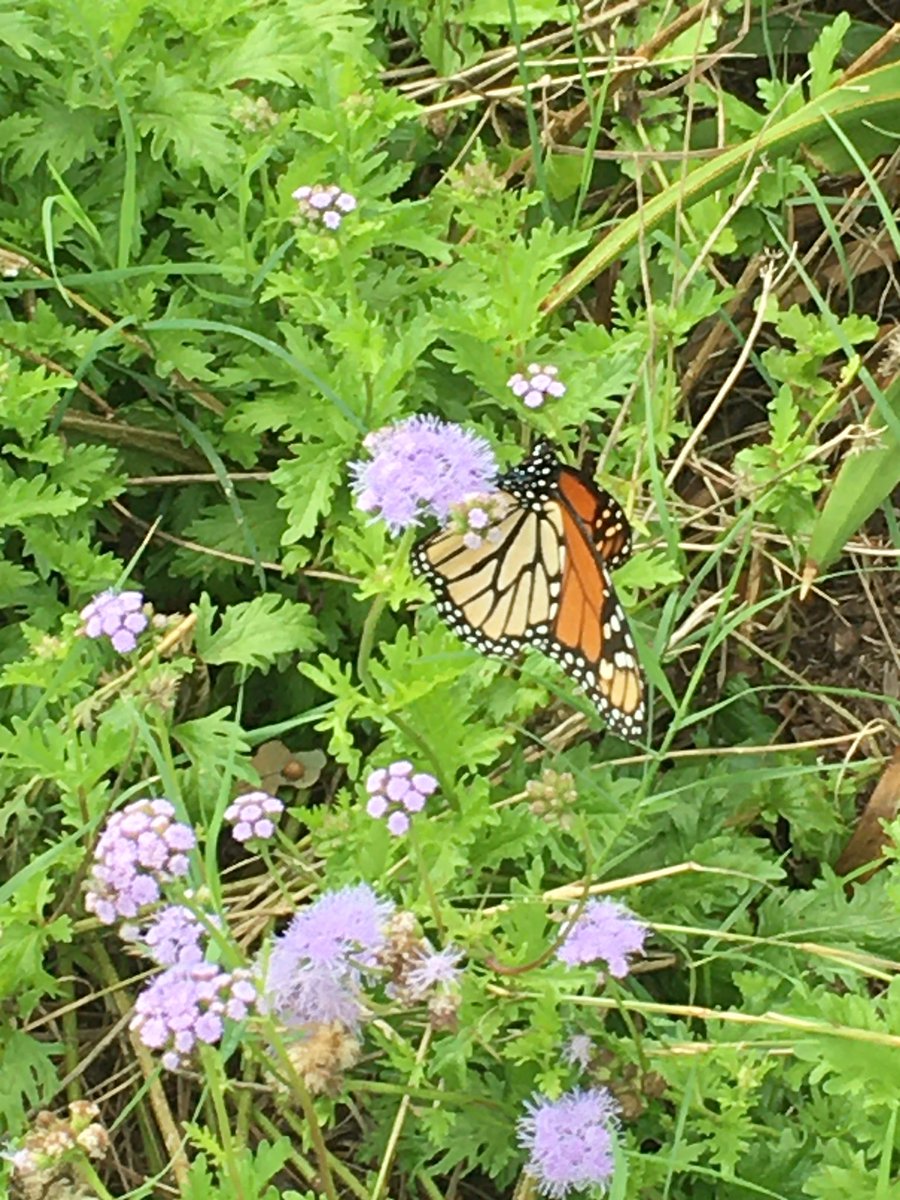 @LYNNforAISD @AustinISD @AustinISDGreen @TXchildren @monarchwatch Yes @GalindoElem monarch garden is full of winged beauties!