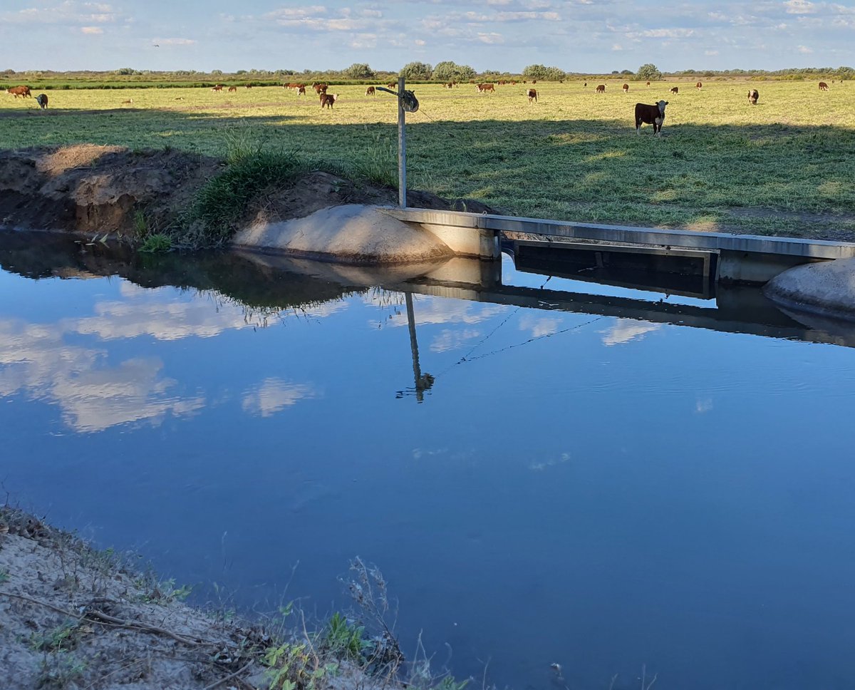 Trigos y ganadería bajo riego.