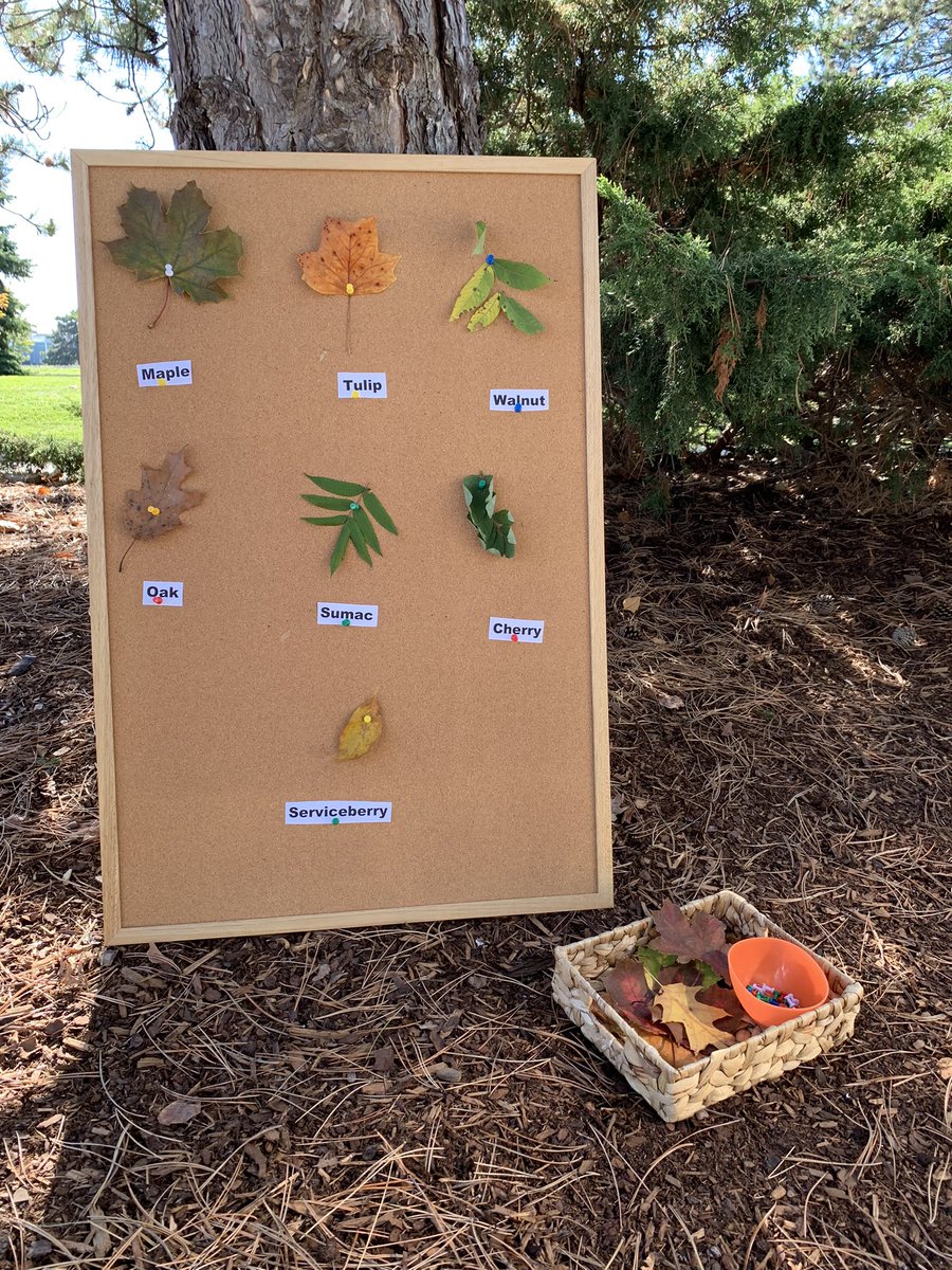 How many of these leaves can you find in your neighborhood? #autumn #leaves <a href="/OPCC/">Oak Parent-Child Ctr</a>