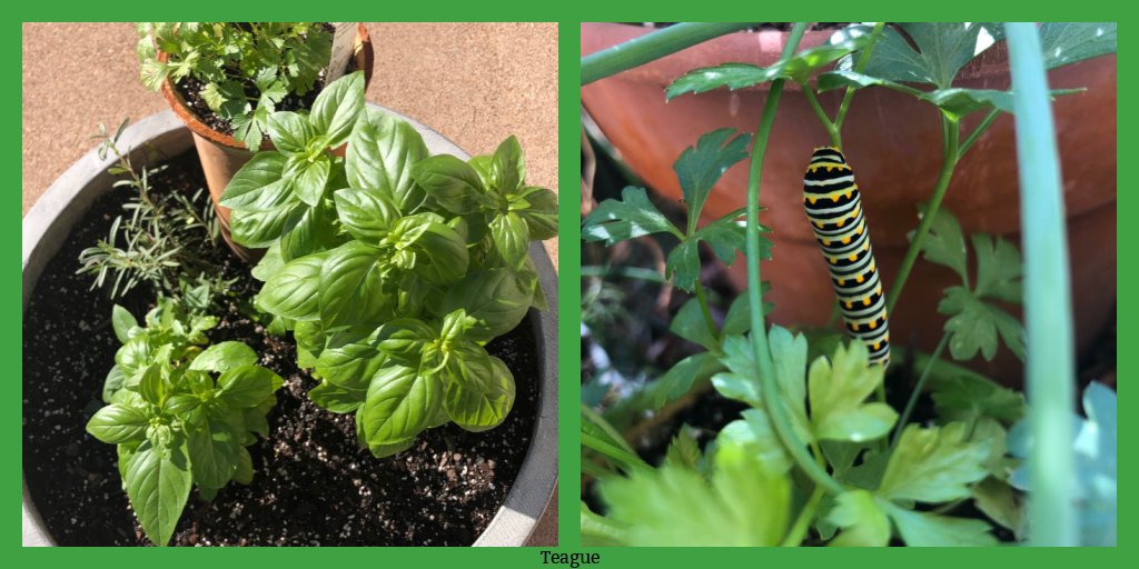 A pre-course routine --plant something new in the garden. The new plant grows as our class community grows. For the class ending tonight, I planted basil- the basil has grown so much that it could be pruned &amp; replanted! ... And in the garden a new friend appeared too!