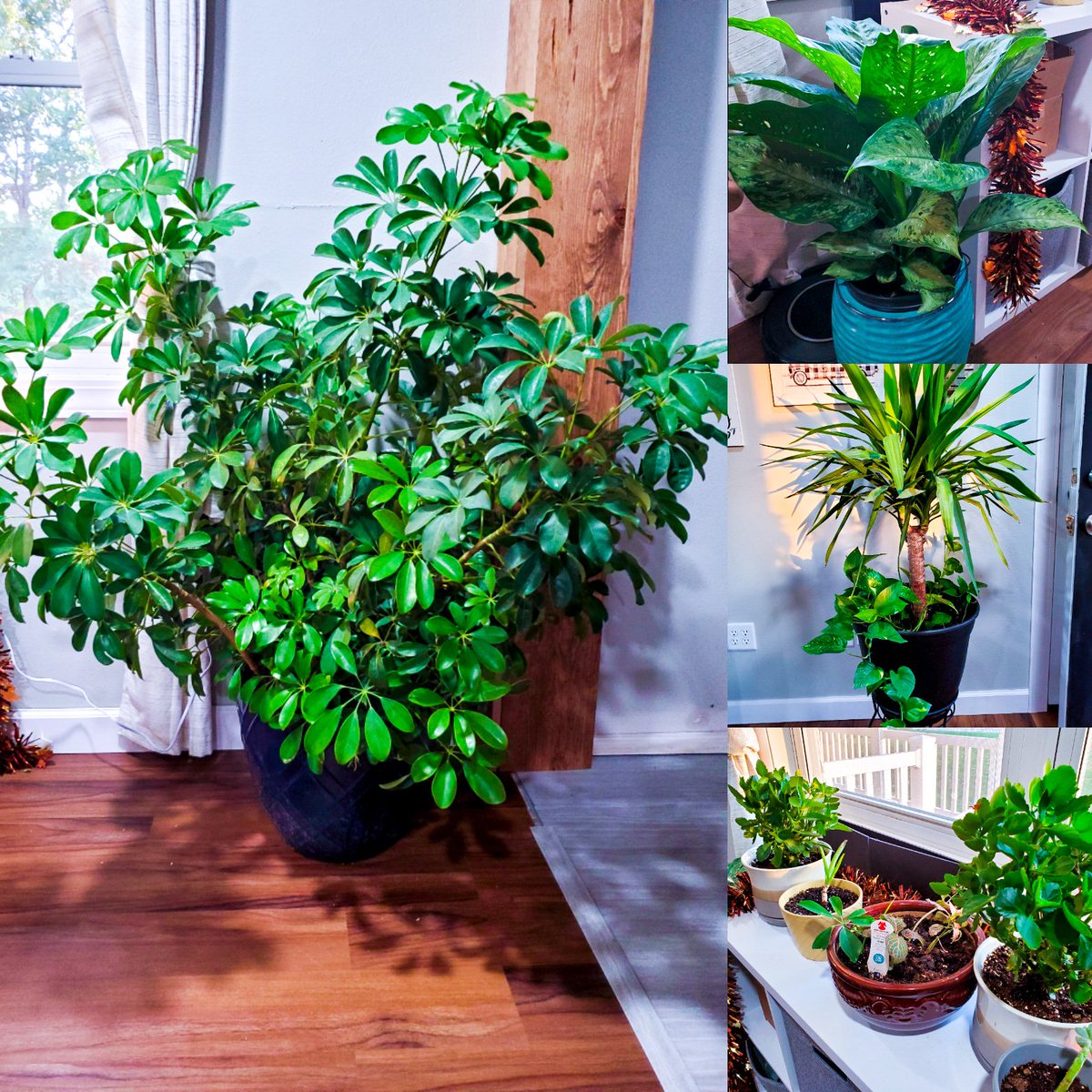 yzachmeyer's tweet photo. These are a few of my favorite things 🪴🌿 https://t.co/mbWKRjw1mk