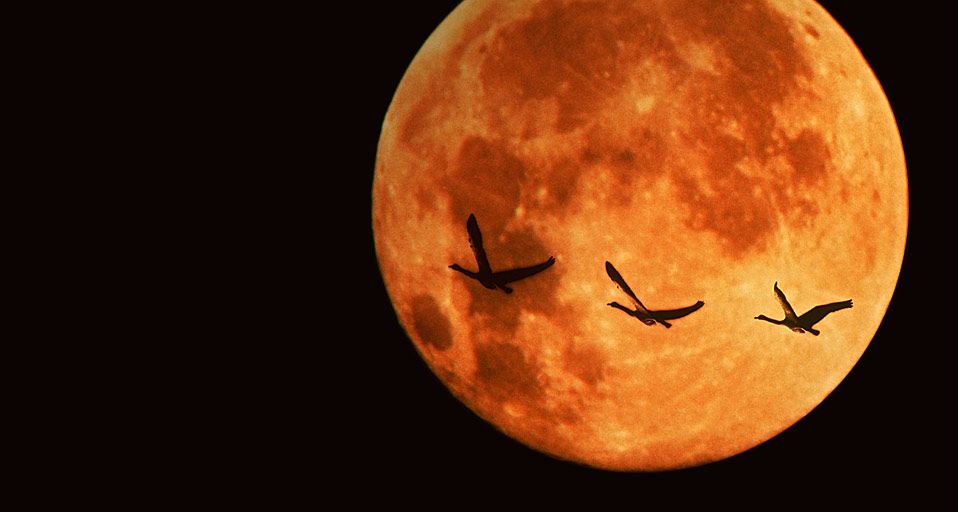 DTNEtiquette's tweet photo. Another harvest moon today...they are so magnificent! Enjoy! ~ #DTN #HarvestMoon #fallisawesome https://t.co/PwTxuBMty9