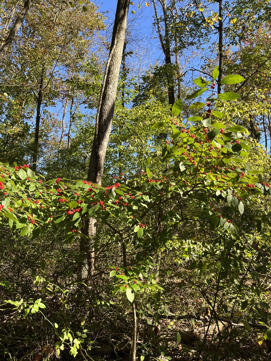 NetJcs's tweet photo. Beautiful day to take my class outside for a wellness Wednesday break on the nature trail. We loved it! https://t.co/GD3Y8VVrko