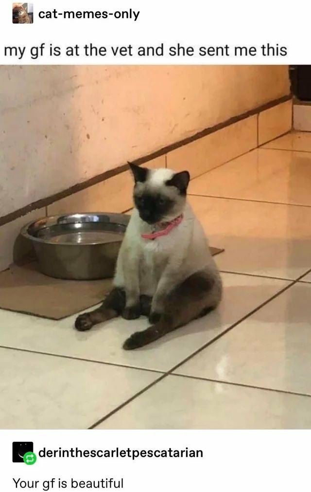 catziodotcom's tweet photo. #memes #catmemes https://t.co/fkSCUKXwoO