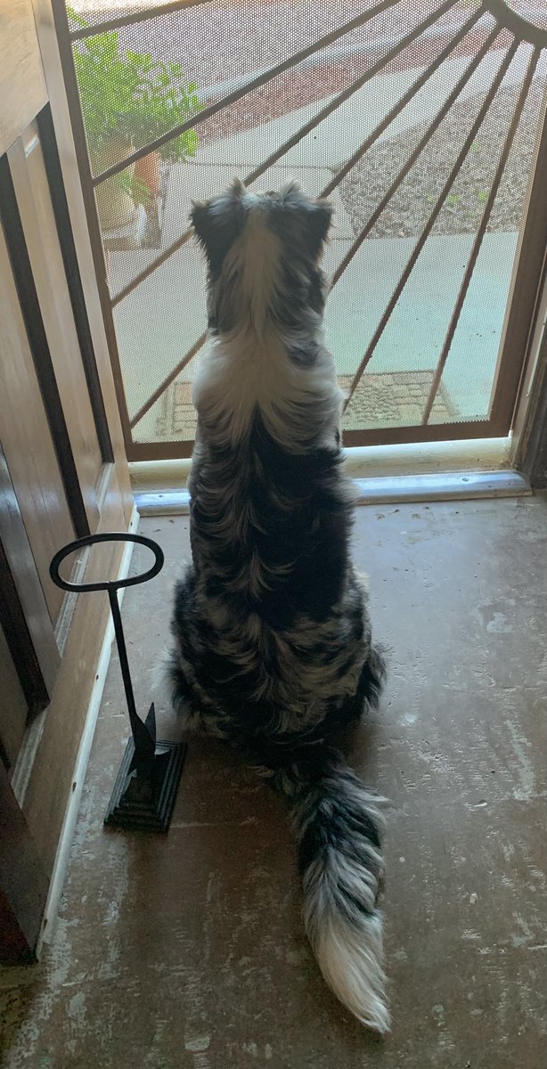 djledford's tweet photo. Roo looking very grown up here as he guards his domaine #ausky #nodangerhere #lilguarddog https://t.co/VGeBex97MM