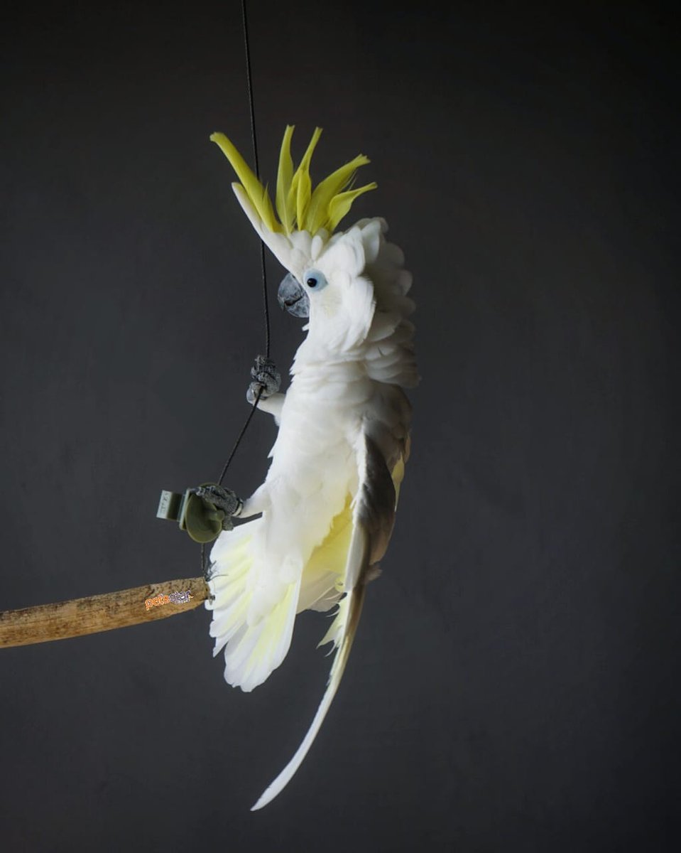 PetsStarComMy's tweet photo. Sulphur-crested cockatoo can live up to 70 years old in captivity 🐦

Follow us for upcoming updates and promotion @petsstar_exotic
https://t.co/QvW0Sw08b3

Contact us:
010-986 9396 (9am to 7pm OPEN DAILY)
010-392 9396

#PETSSTAR #EXOTICANIMAL  #petsstarexotic #reptile https://t.co/E9vHiJwmas
