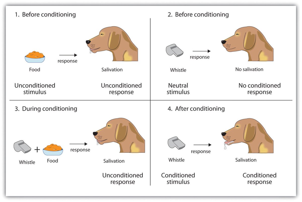 Classical conditioning, Pioneered by Ivan Pavlov, states that Pairing two stimuli changes the response to one of them.

If your wife walks in wearing new lingerie while a McDonalds commercial is playing, you're probably ordering a Big Mac.
