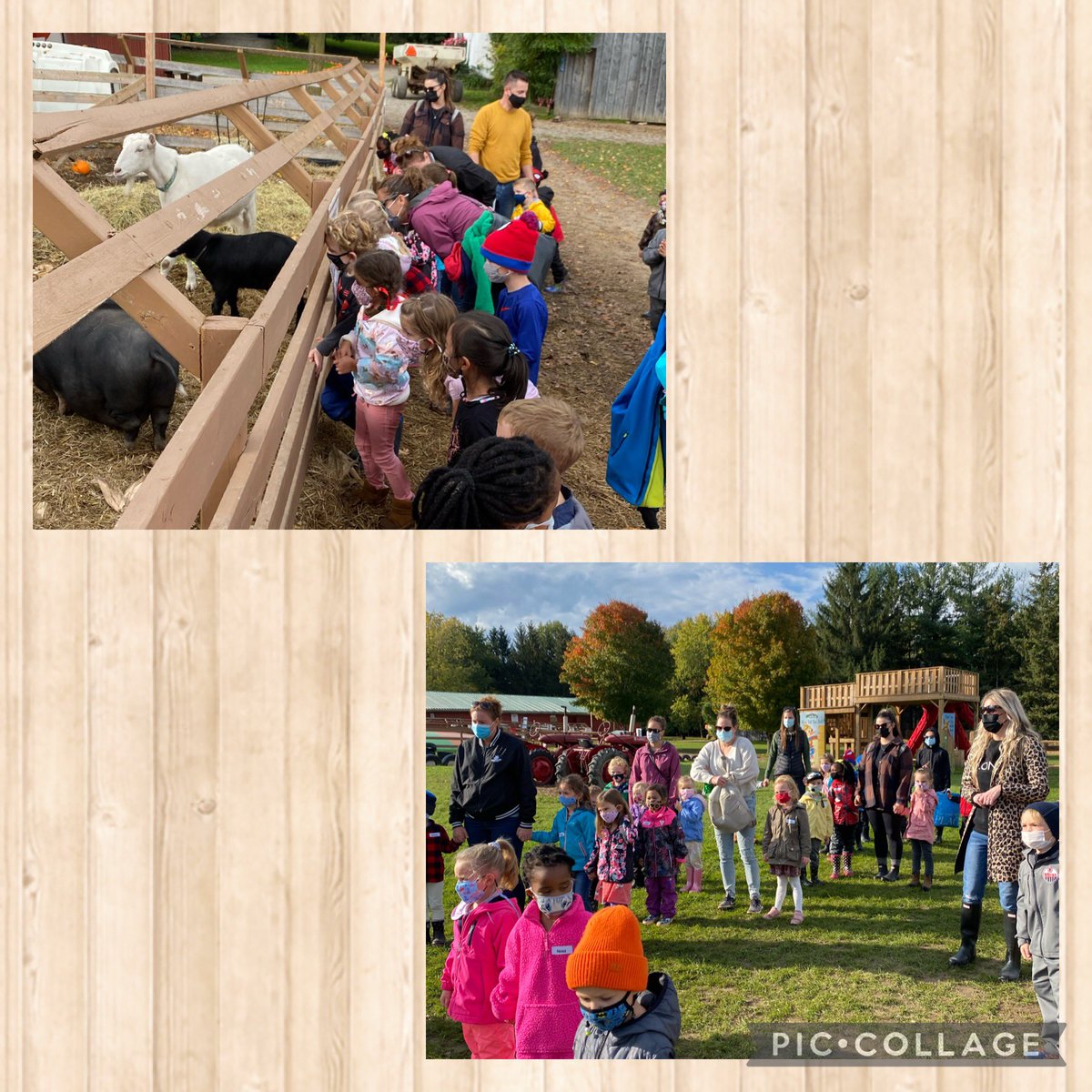 MissRibeiro5's tweet photo. We had such a fun filled day of learning and exploration at @BrantwoodFarm. The kindergarten classes learned about farm animals, corn, apples, pumpkins and so much more! What a wonderful experience. @shcsparis #Kindergarten #Autumn #brantwoodfarms #learningthroughexploration https://t.co/3WQWO19p2P