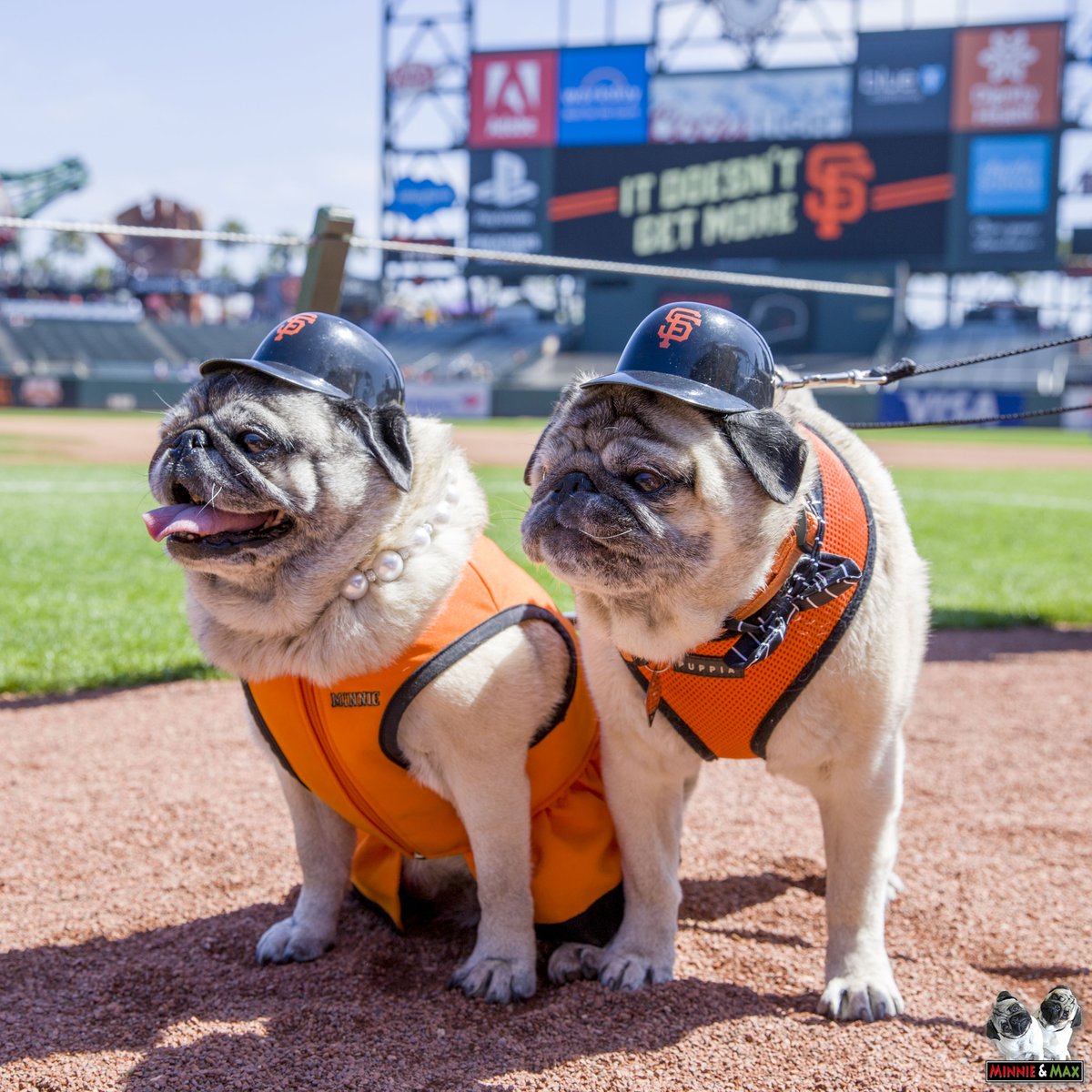 MaggieMiloPugs's tweet photo. Q2: What is your pug's favorite sports team? #PugChat

A2: We LOVE the @SFGiants! ⚾️❤️ #RallyPugs
#WellGetEmNextYear  #ResilientSF https://t.co/gGP7lIMDbf