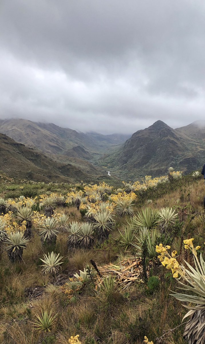 fumlaja's tweet photo. El sol convertido en la flor del frailejón! Es el jardín que nos regala el páramo de Chingaza. 🌞🌫⛰💦#chingaza #lalaja https://t.co/OzDK8yrvWf