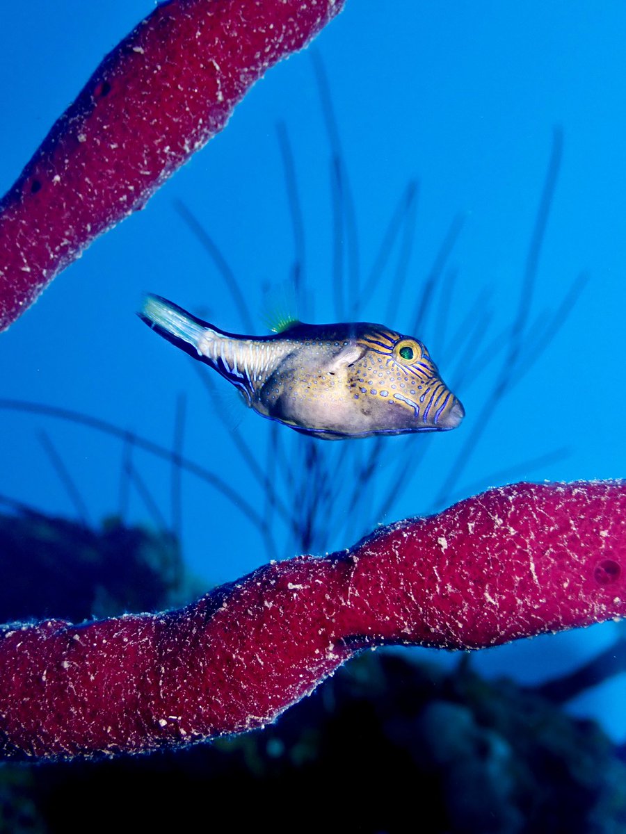 scuba_franny's tweet photo. Alright one more C, just because my 💻 died and it needs a little 🧃 before I keep on writing! Canthigaster rostrata, one of the first Latin names I memorized! 😅 A little more ornate that the last fish I posted, I super love their blue mascara! 😁 #FishABC #FishTeam https://t.co/bWpLwqhpCy