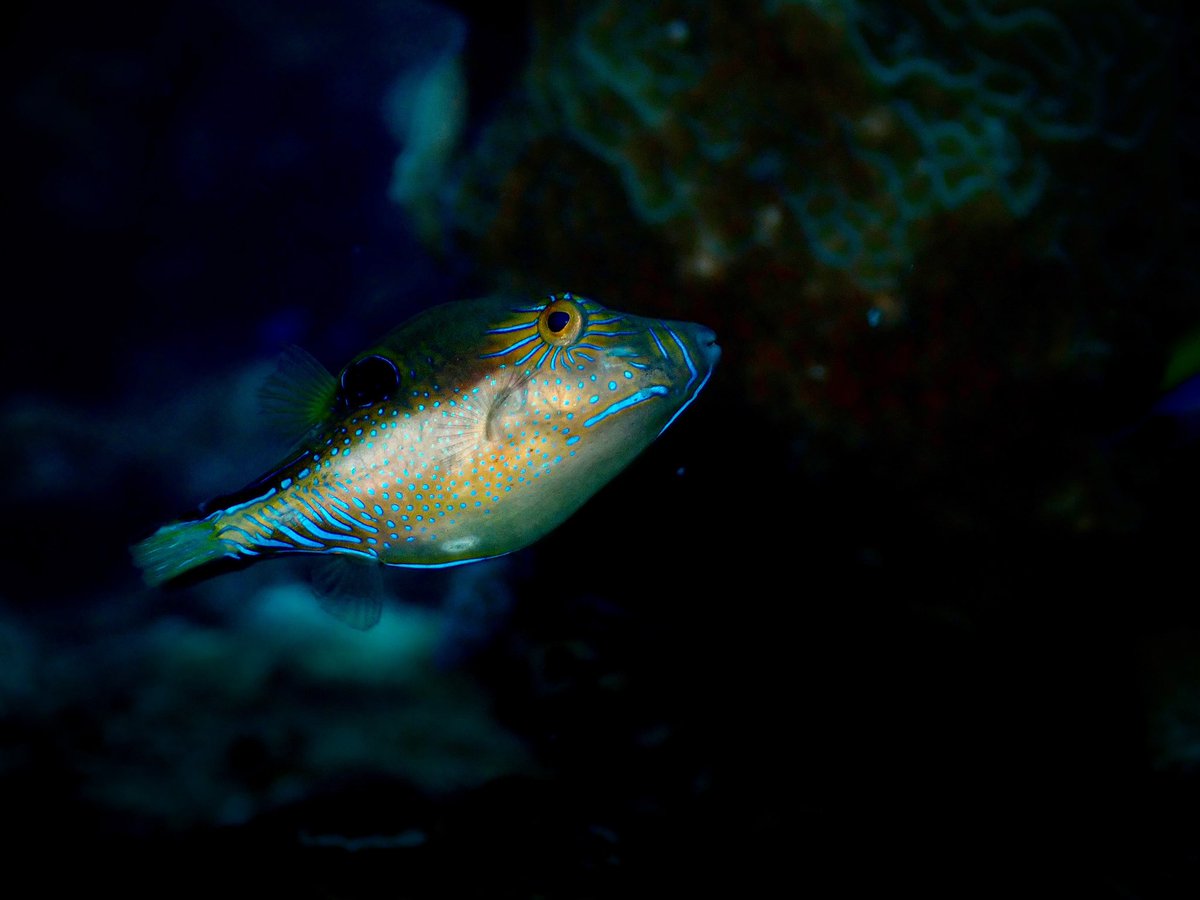 scuba_franny's tweet photo. Alright one more C, just because my 💻 died and it needs a little 🧃 before I keep on writing! Canthigaster rostrata, one of the first Latin names I memorized! 😅 A little more ornate that the last fish I posted, I super love their blue mascara! 😁 #FishABC #FishTeam https://t.co/bWpLwqhpCy